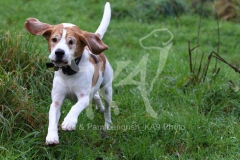 Beagle