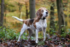 Beagle