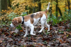 Beagle