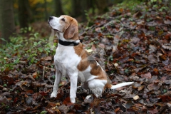 Beagle