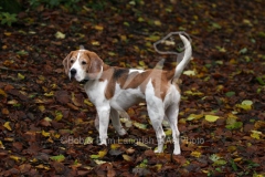 Beagle