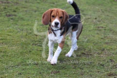 Beagle