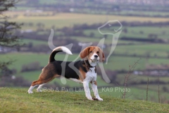 Beagle