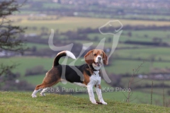 Beagle