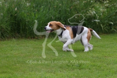 Beagle