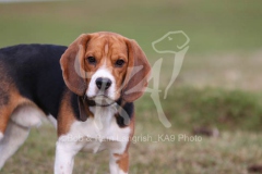 Beagle