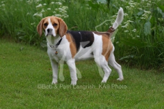 Beagle