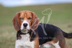 Beagle