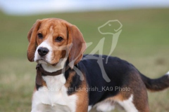 Beagle