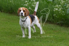 Beagle