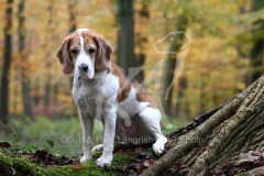 Beagle