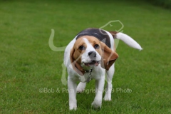 Beagle