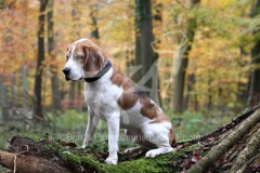 Beagle