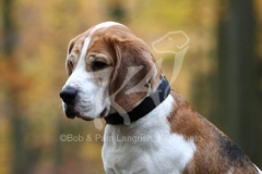 Beagle