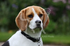 Beagle