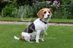 Beagle