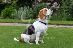 Beagle