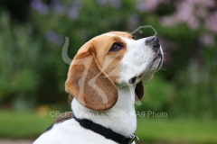 Beagle