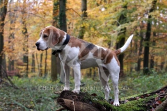 Beagle