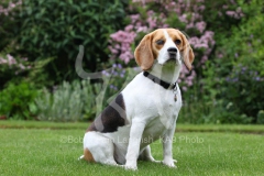 Beagle