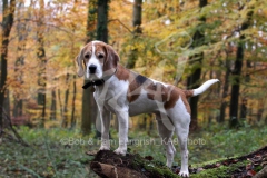 Beagle