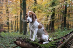 Beagle