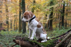 Beagle