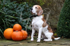 Beagle