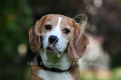 Beagle