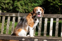 Beagle