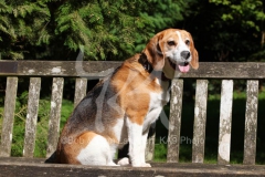 Beagle