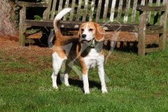 Beagle