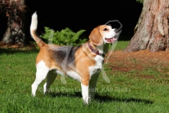 Beagle