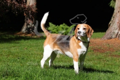 Beagle