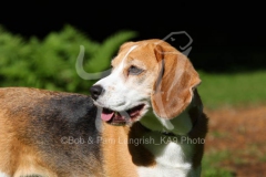 Beagle