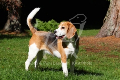 Beagle