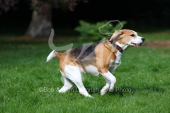 Beagle