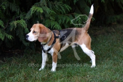 Beagle