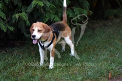 Beagle