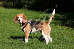 Beagle