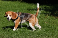 Beagle