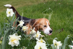 Beagle