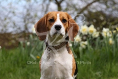 Beagle