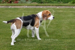 Beagle