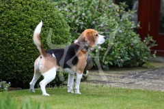 Beagle