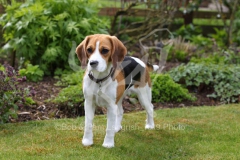 Beagle