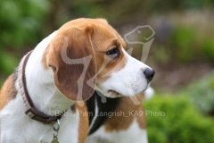 Beagle