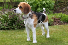 Beagle