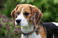 Beagle