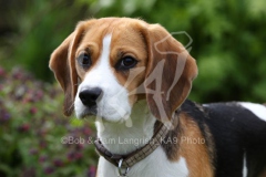 Beagle